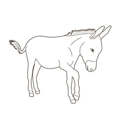 Fototapeta na wymiar isolated donkey sketch going
