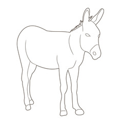 vector, isolated donkey sketch alone