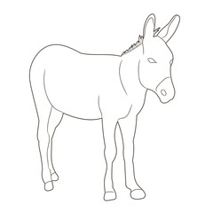 vector, isolated donkey sketch alone