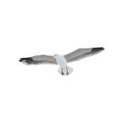 Seagull soaring in the sky, gray and white sea bird vector Illustration on a white background