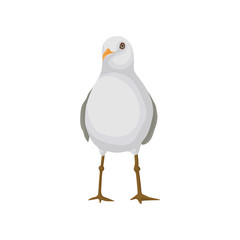 Seagull, gray and white sea bird, front view vector Illustration on a white background