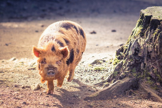 The kunekune, is a small breed of domestic pig from New Zealand.