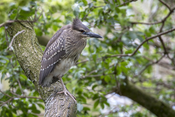 Black-crowned night heron