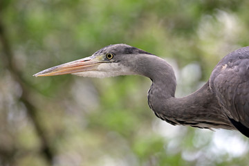 Grey heron close-up portrait