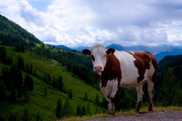 Fototapeta na wymiar Cow on an alpine pasture in Tennen mountains in Austria