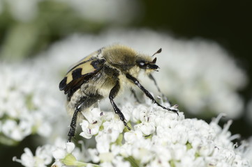 black and yellow shaggy beetle 