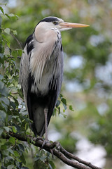 Grey heron close-up portrait