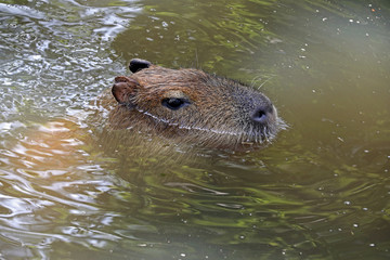 A Capybara in the water