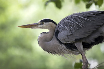 Grey heron close-up portrait