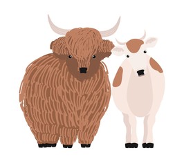 Pair of yak and cow isolated on white background. Portrait of pair of cute cartoon domestic cattle animals standing together, farm livestock. Colorful hand drawn vector illustration in modern style.
