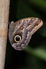 Owl butterfly close-up