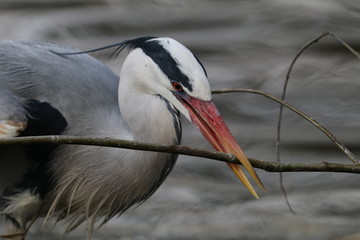 Grey heron close-up portrait