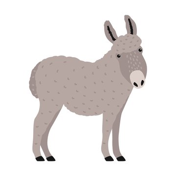 Amusing grey donkey, ass or burro isolated on white background