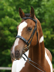 Fototapeta premium Horse in Nose Net