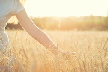 A woman in a field of wheat, touches the golden spikelet.