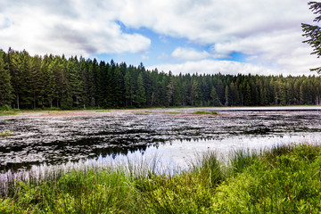 lake between forest and reeds with lilys