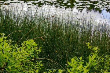 grass on lily pad lake