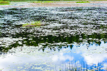reflection in lily pad lake