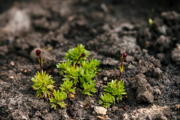 Crops growing in rich black soil outdoor with copy space. Plant sprout grow in ground. Cultivated land close up. Background of young flowers. Beginning of life.