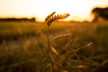 Spiga di grano in controluce al tramonto