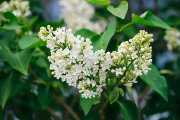 Flowers and buds of lilac blooming on branch on background of greenery close up. Beautiful white syringa with yellow middle in macro with copy space. Spring flowering artwork.