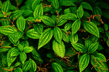 Natural green background of leaves.