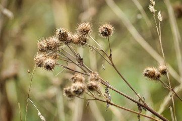 Dry spines of greater burdock
