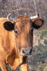 cute cow
