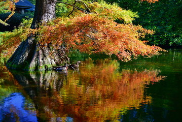 Ducks swimming under a tree with orange and yellow leaves in autumn, in Christchurch Botanic Gardens, New Zealand