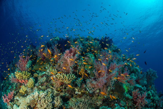 Fototapeta Ogród koralowy w Morzu Czerwonym