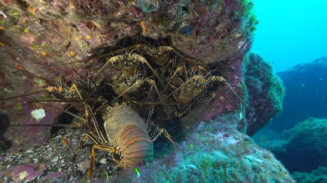 Lot of lobster in a hole - Underwater shot