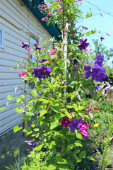 Beautiful flowers of red and blue clematis blossom near house