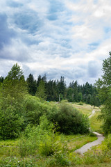 Fototapeta na wymiar path leading through dense green foliage