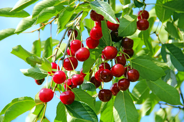 Red berries of cherry hang on tree. Cluster of cherry berries