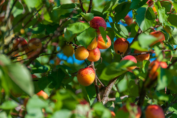 fresh apricots hanging on tree