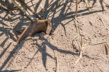 Shard from an ancient amphora in the sand on the seashore close-up - The concept of vacation in Greece, Italy, in Cyprus