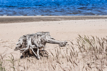 Old white stump on the sandy beach - the concept of rest and relaxation