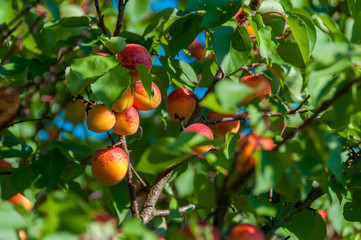 fresh apricots hanging on tree