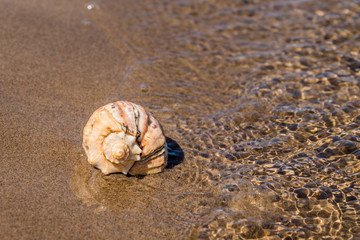 Seashell on the sea sandy shore closeup - concept holidays at sea