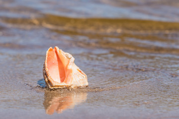 Seashell on the sea sandy shore closeup - concept holidays at sea