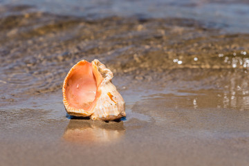 Seashell on the sea sandy shore closeup - concept holidays at sea