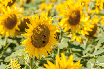 field of sunflowers