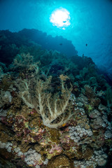 Coral garden in the red sea