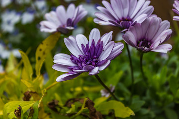 bright colorful purple flowers