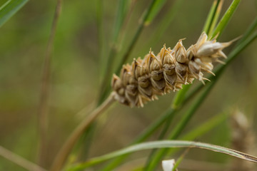 Spiga di grano in campo coltivato