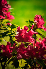 red flowers in the sun