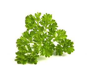 parsley isolated on a white background