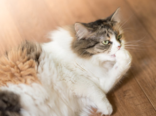 Naklejka premium three color Cat is licking their feet and lying on parquet floor. washing facilities