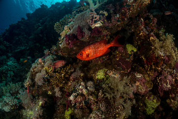 Coral garden in the red sea