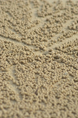Clusters of tiny sand balls surrounding a crab hole. they form an abstract pattern. The sand is pale gold in colour.